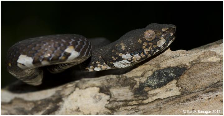 Anderson's Pitviper (<i>Trimeresurus andersoni</i>)