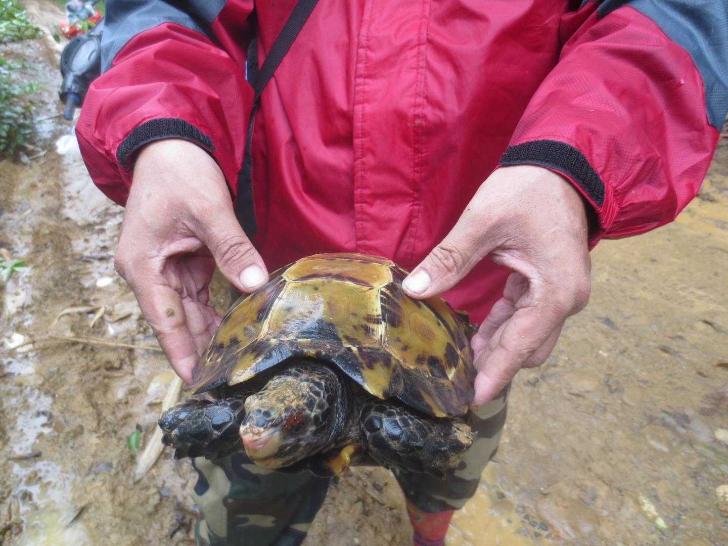 Impressed Tortoise