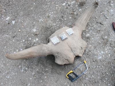 Ancient Bison Bones (1 of 2)