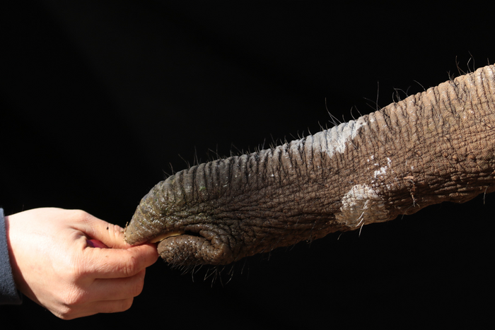 Elephant and hand