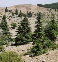 Relict Abies Tazaotana Trees From Rif Mountains, Within the Intercontinental Biosphere Reserve of th