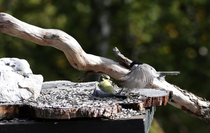 Prime Feeding Areas a Constant Source of Struggle