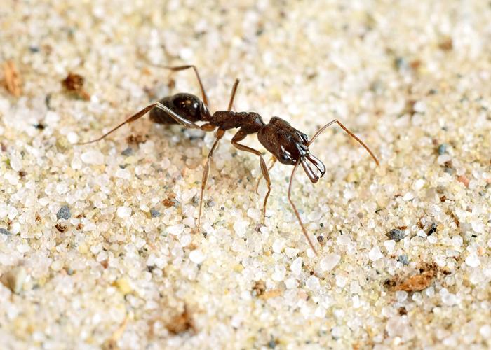 Odontomachus Brunneus (Trap-Jaw Ant)