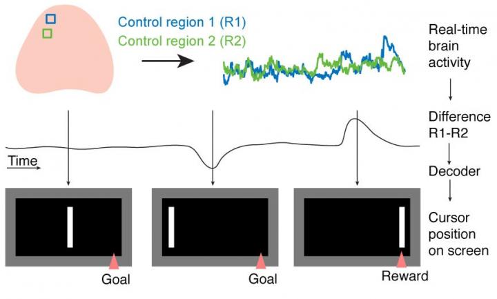 Brain activity in two control regions was read out in real time