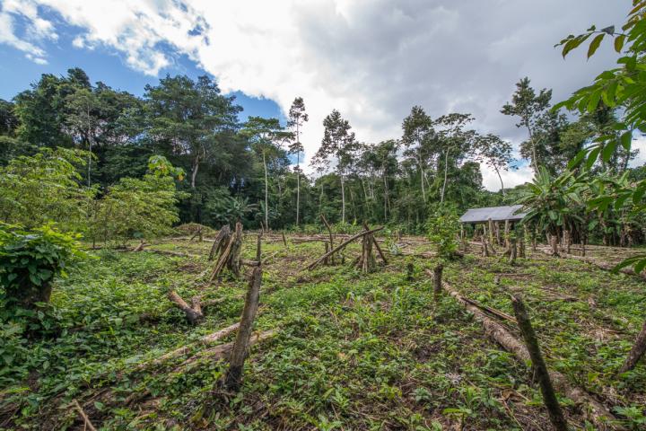 Natural Regeneration May Help Protect Tropical Forests