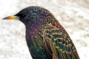 European starling