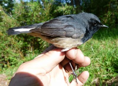 Adult Male Blackthroat 