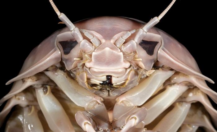 The head of Bathynomus vaderi