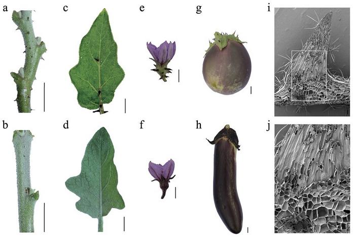 Morphological characterization of prickle in eggplant.