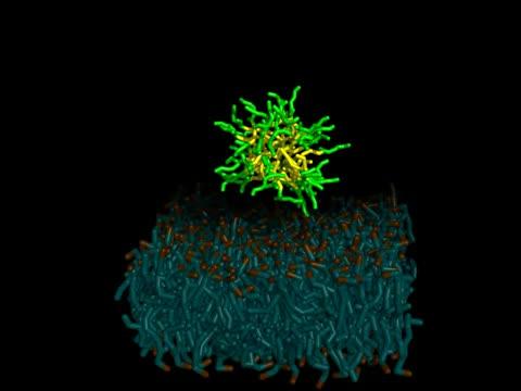 Micelle-Membrane Binding (1)