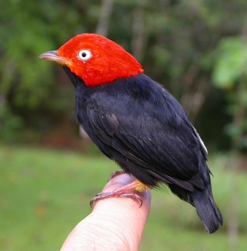 red-capped manakin