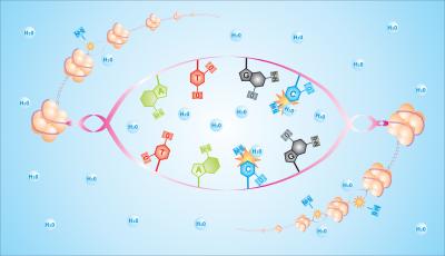 Fewer Mutations Seen in Nucleosome-Bound DNA