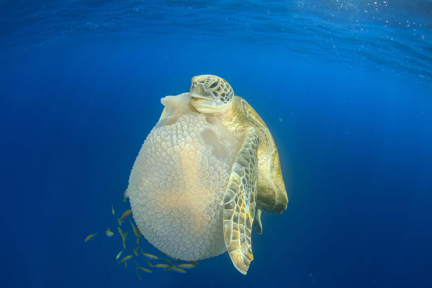Green Turtle Holding Jellyfish