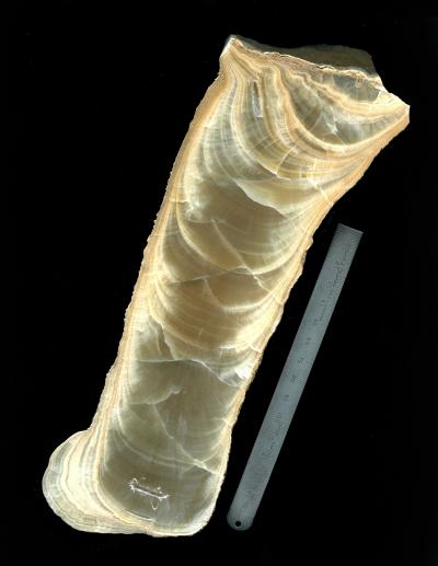 Polished Stalagmite Showing Growth Layers