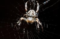 Thermal Diffusivity of the Garden Spider's Silk