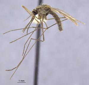 Archival mosquito