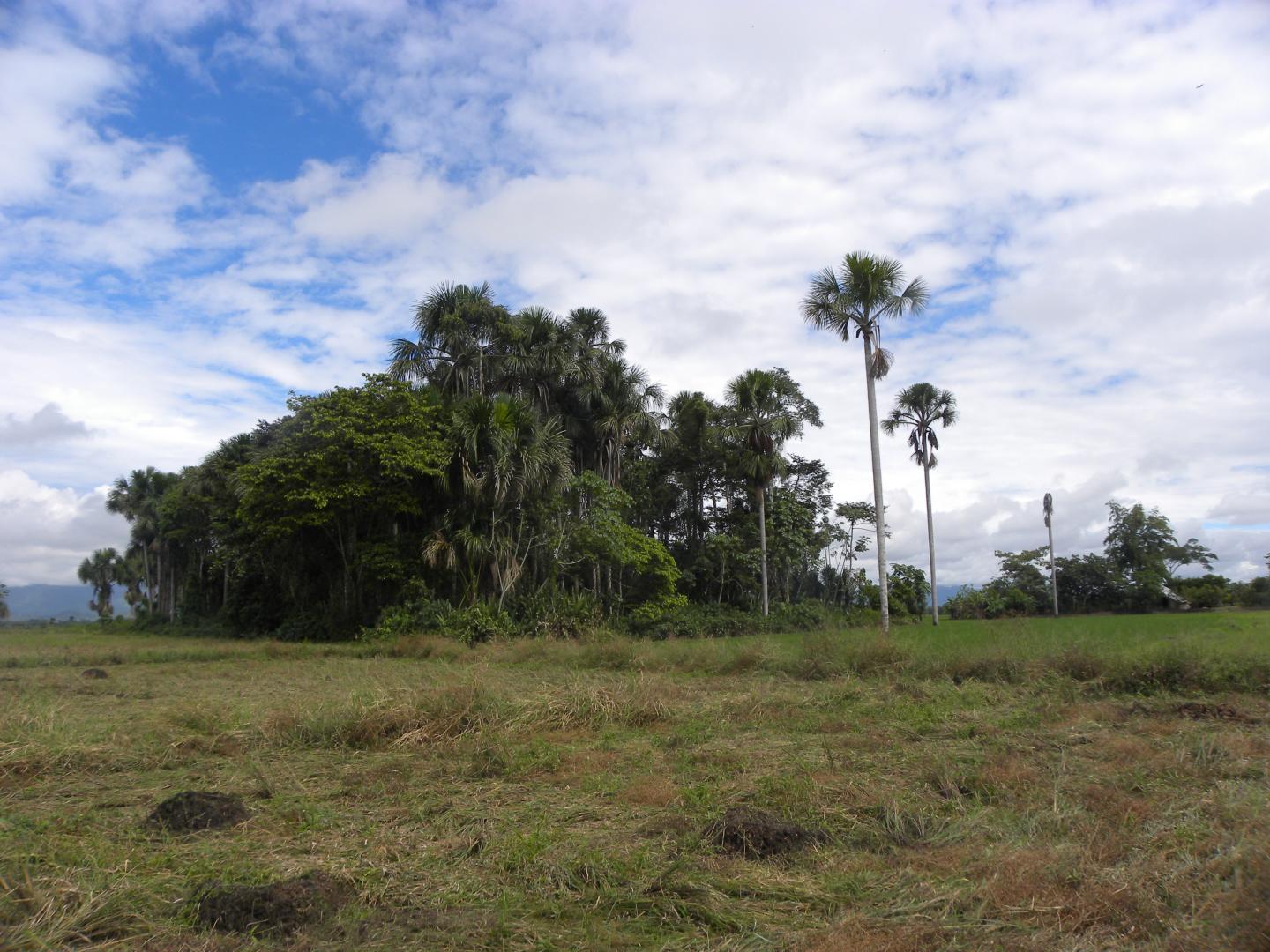 Schaeffer-Smith Forest Stand