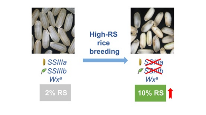 Model of high-RS rice breeding through deficiency of SSIIIa and SSIIIb