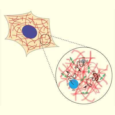 Movement in the Cytoplasm