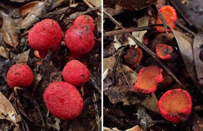 Figure 1. Balanophora yuwanensis plants (left: intact individuals, right: individuals with feeding marks from the Amami rabbit).