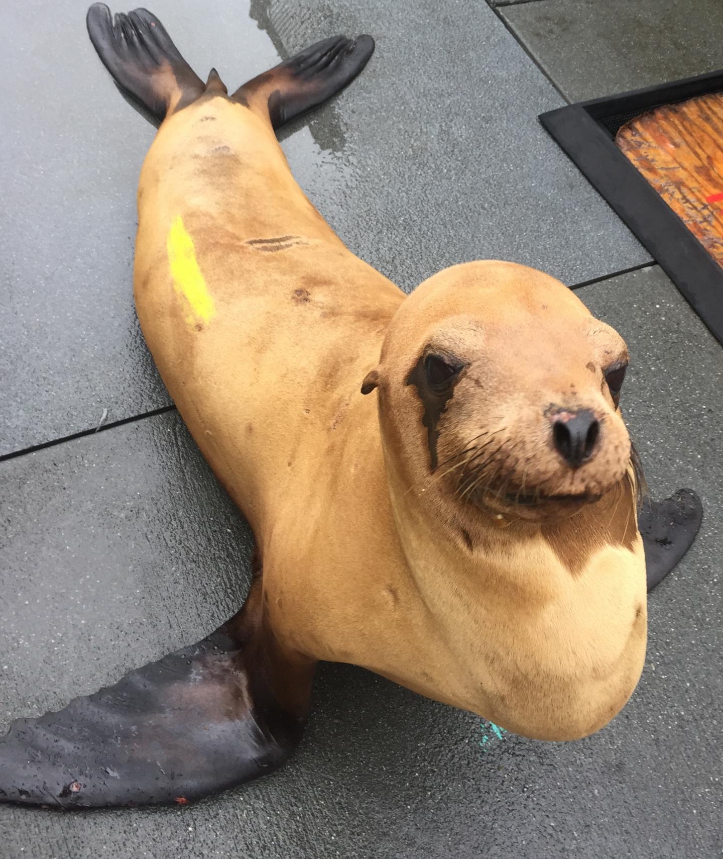 California sea lion patient at The Marine Mammal Center