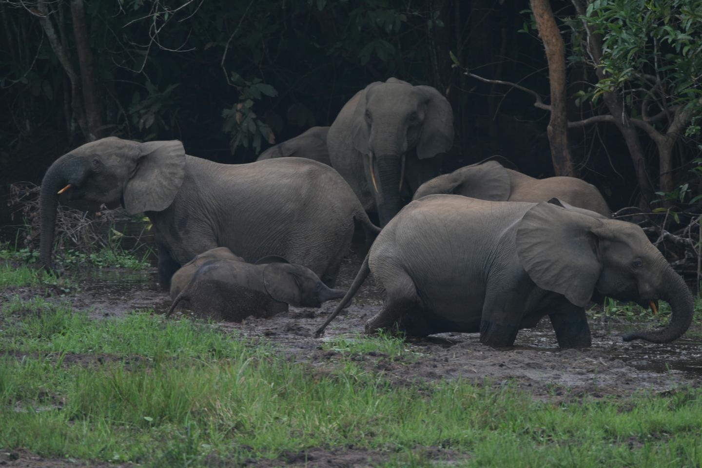 Forest Elephants