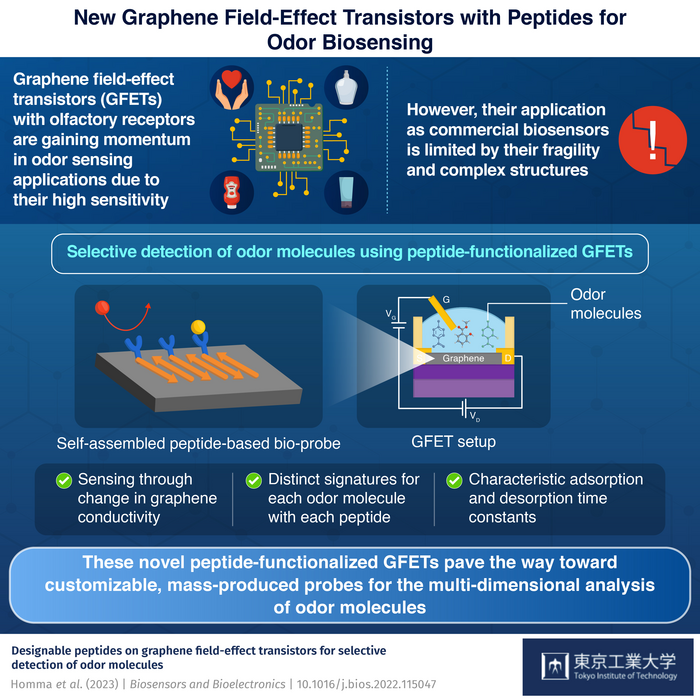 New graphene field-effect transistors with peptides for odor biosensing