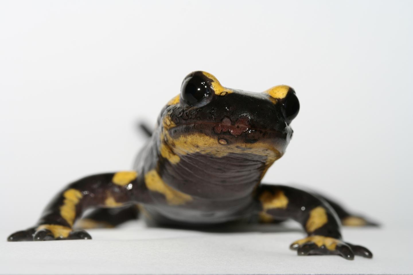 Infected Fire Salamander