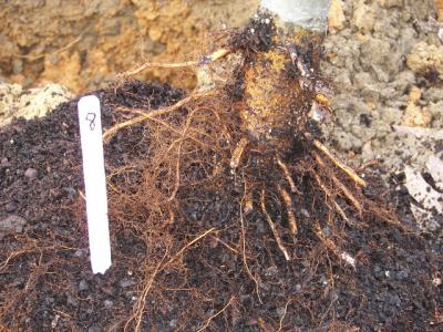 Planting Depth's Effect on Container-Grown Trees