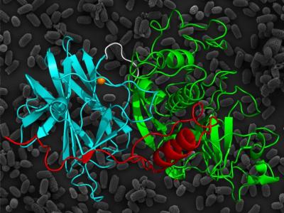 The Crystal Structure of the Cysteine Protease and Lectin-Like Domains of Cwp84