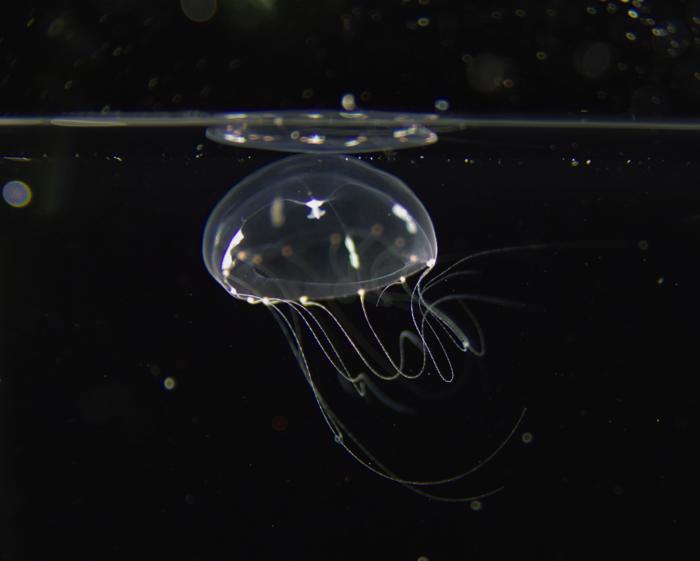 The jellyfish, Clytia hemisphaerica