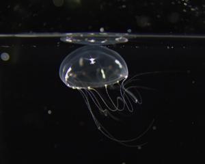 The jellyfish, Clytia hemisphaerica