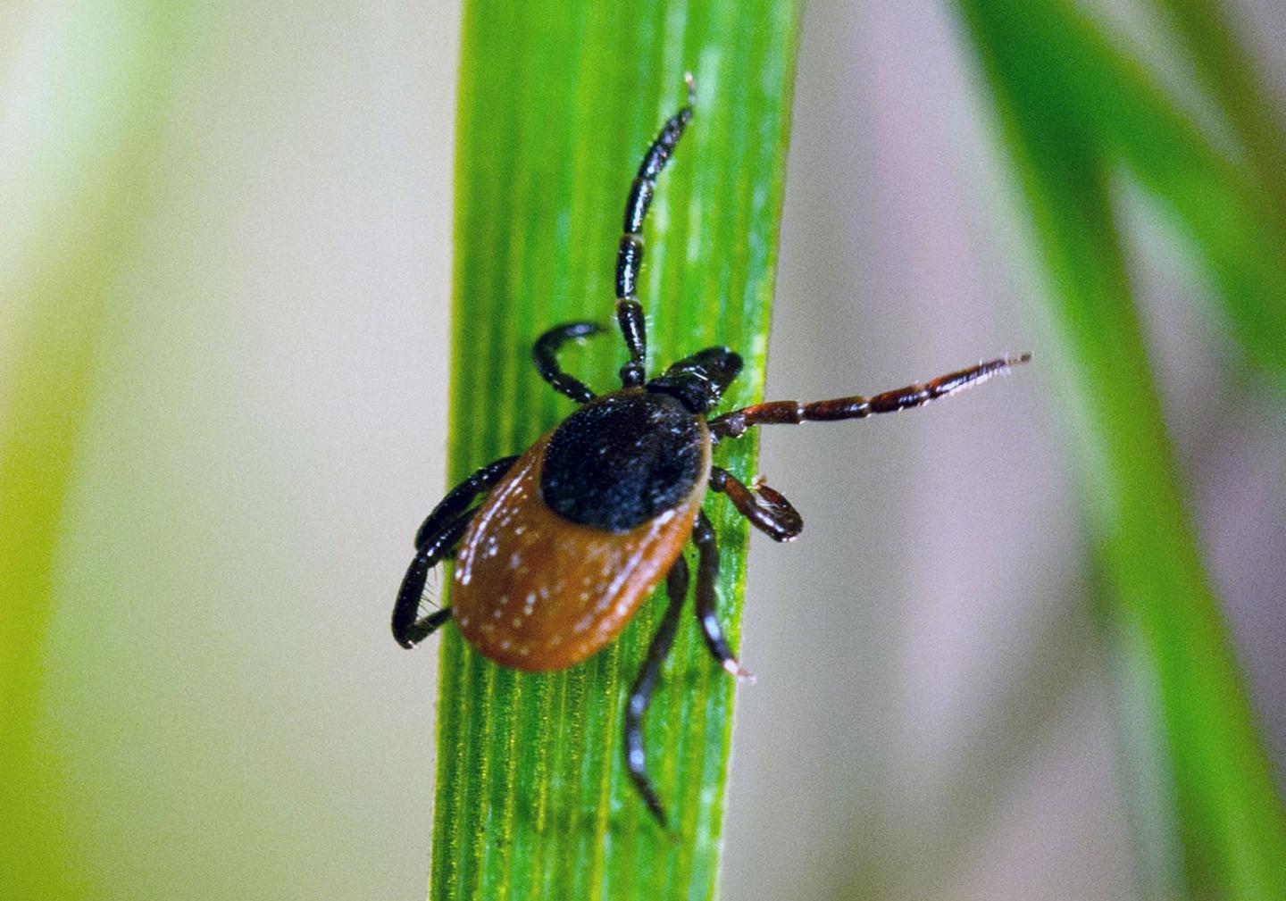 Tick Resting on Grass