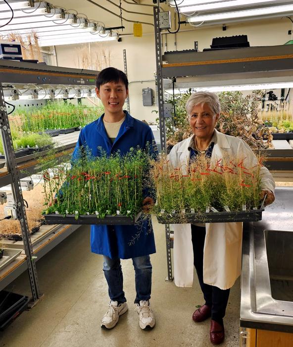Researchers with their experimental plants