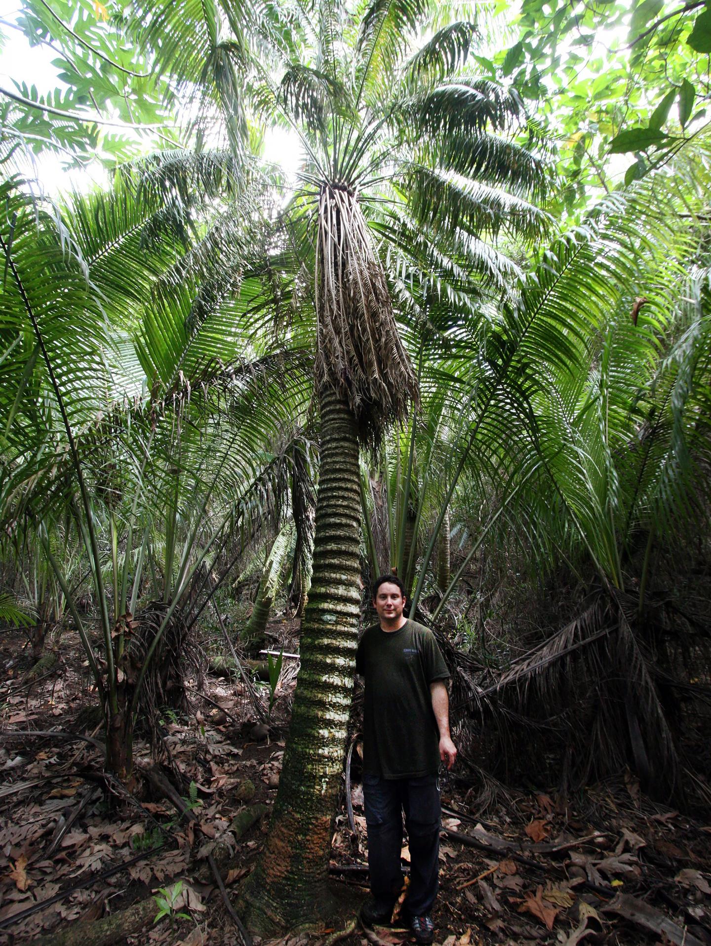 Female cycad isotomous