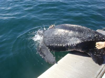 Leatherback Turtle with Satellite Tag