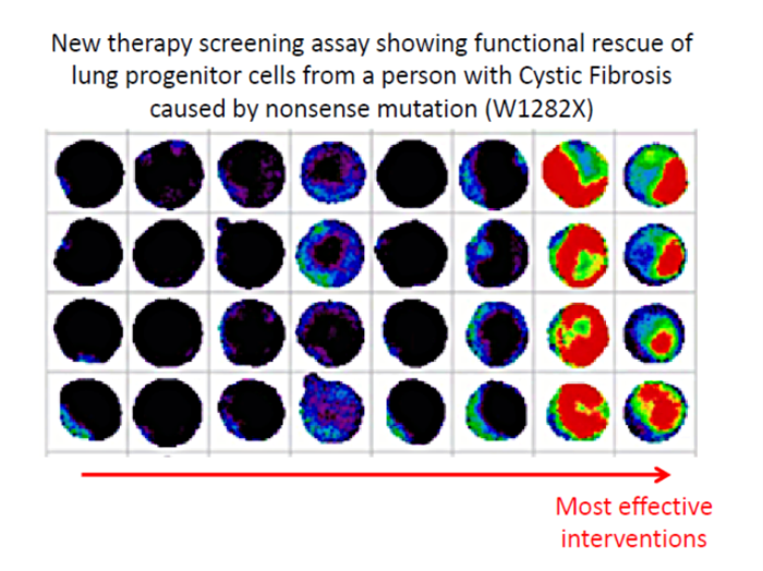 New therapy screening assay