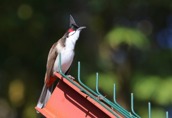 Red-whiskered bulbul