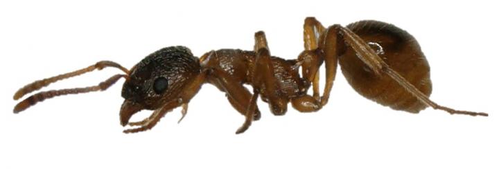 <em>Myrmica rubra</em>