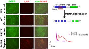 Clearance of mutant protein & restoration of normal neuronal activity by Gapmer ASO