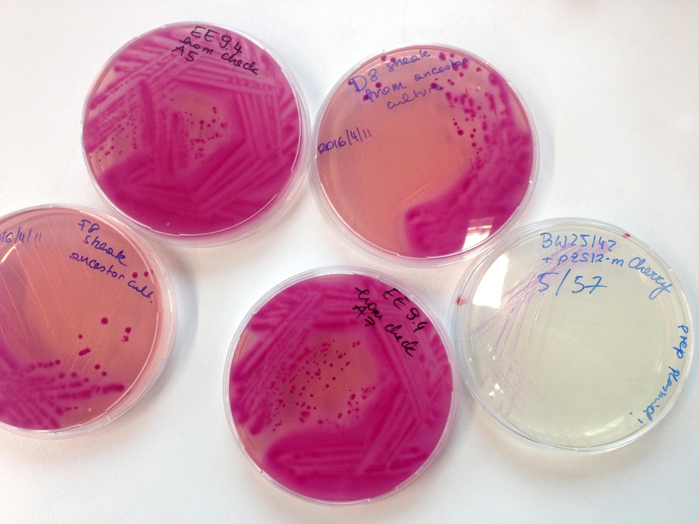 E. coli-Populationen in einer Petrischale