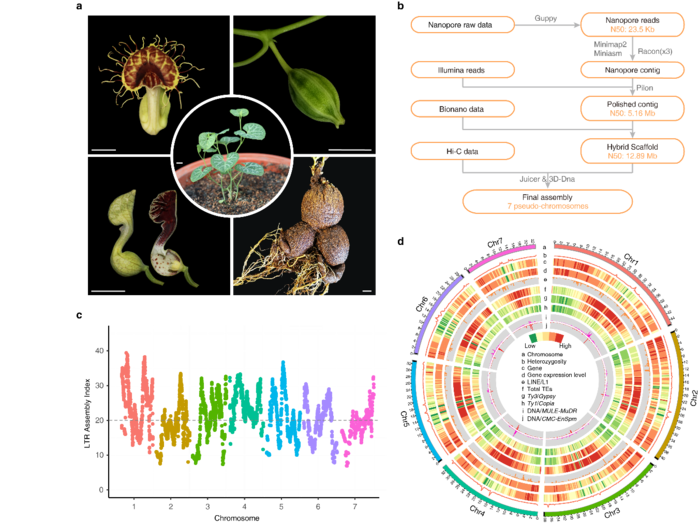 Overview of the <em>A. fimbriata genome</em> assembly and features.