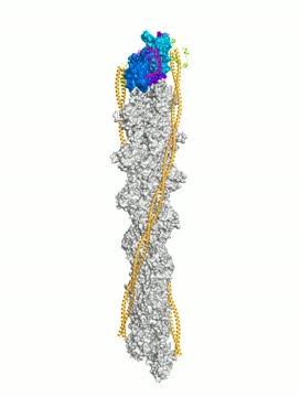 Video: Tropomodulin on An Actin Filament