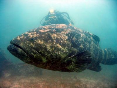 Atlantic Goliath Grouper