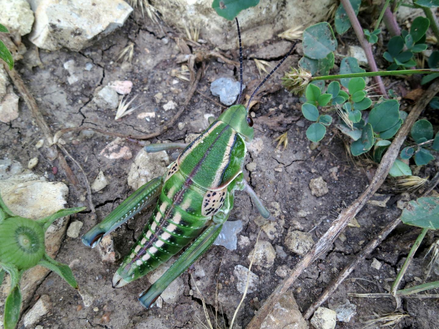 A Plains Lubber grasshopper (Brachystola magna) at Konza Prairie.