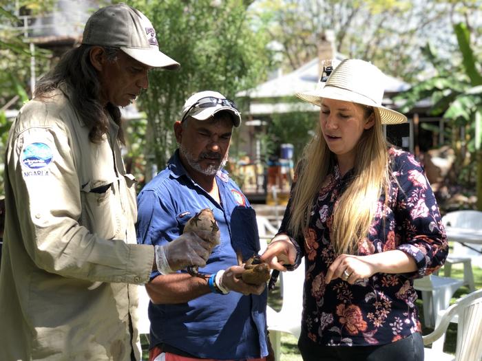 Inspecting cane toads