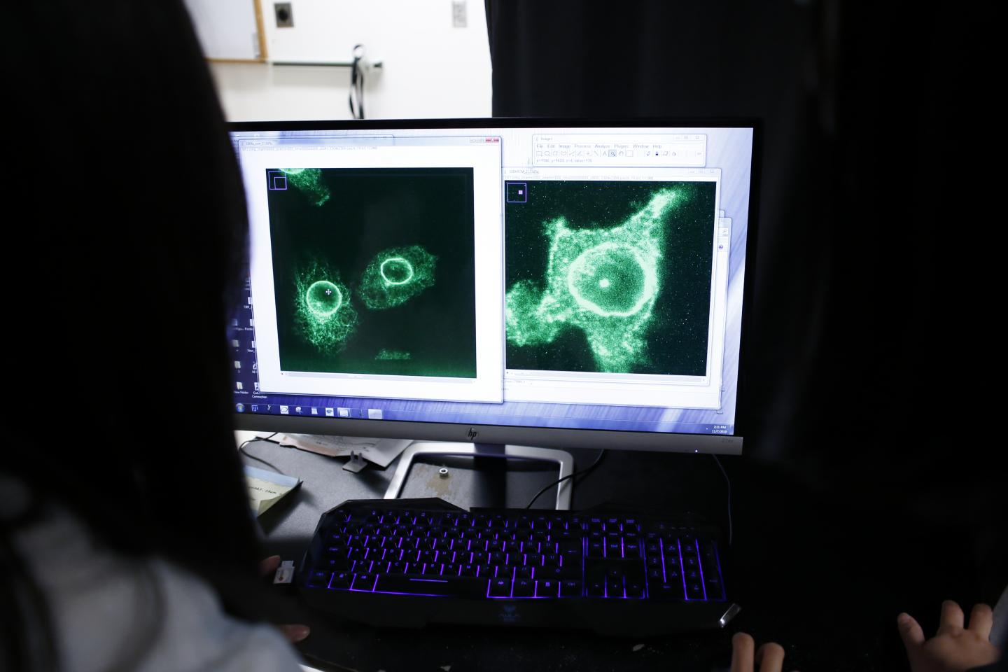 Cells under a Microscop