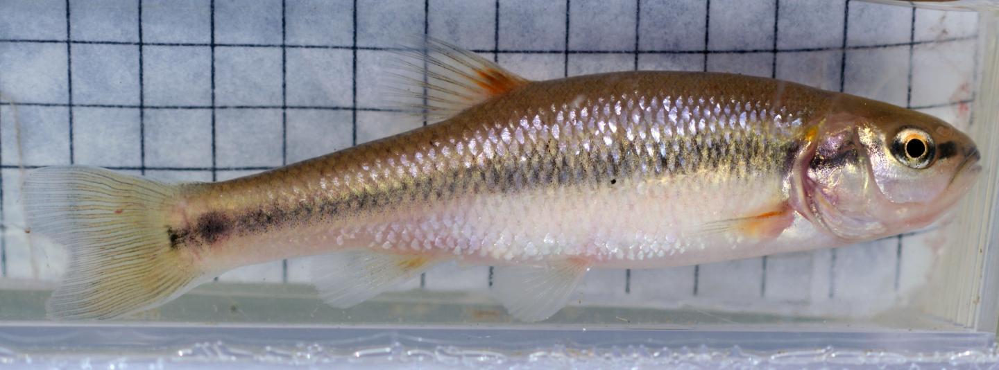 City Fish Evolve Different Body Forms Than Country Fish