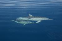 common dolphin with calf