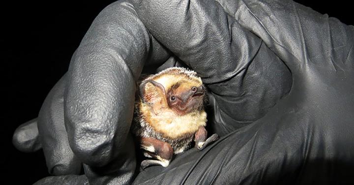 Hoary Bat